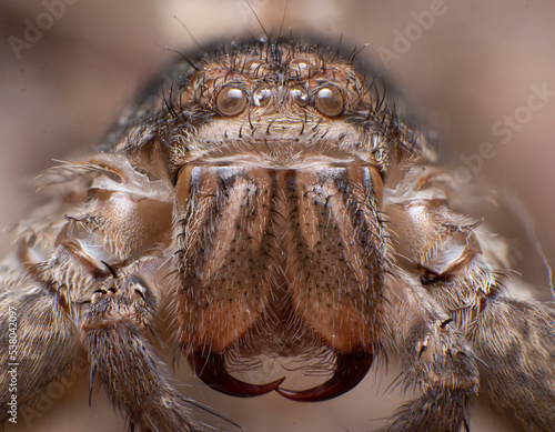 Extreme closeup or macro shots of insects around us