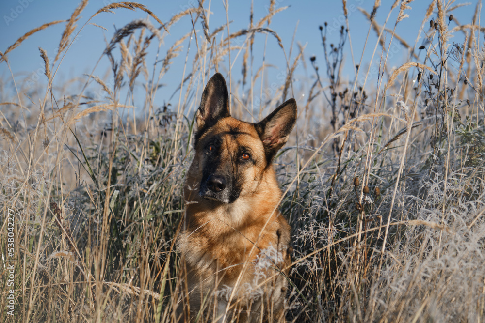 Concept of pet outside, first frost of nature. German Shepherd sits in tall grass covered with frost and basks in rays of sun. Beautiful portrait of dog in winter close up.