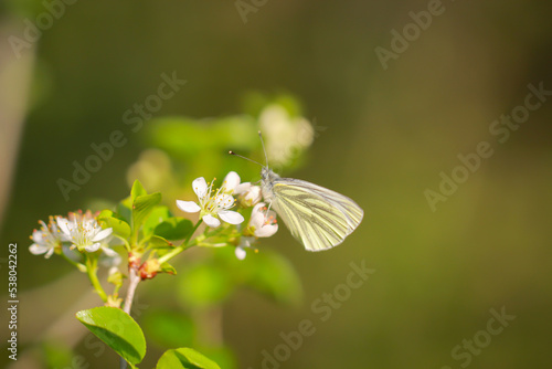 Ein Grünader Weißling, Peris napi und einer weißen Blüte.
 photo