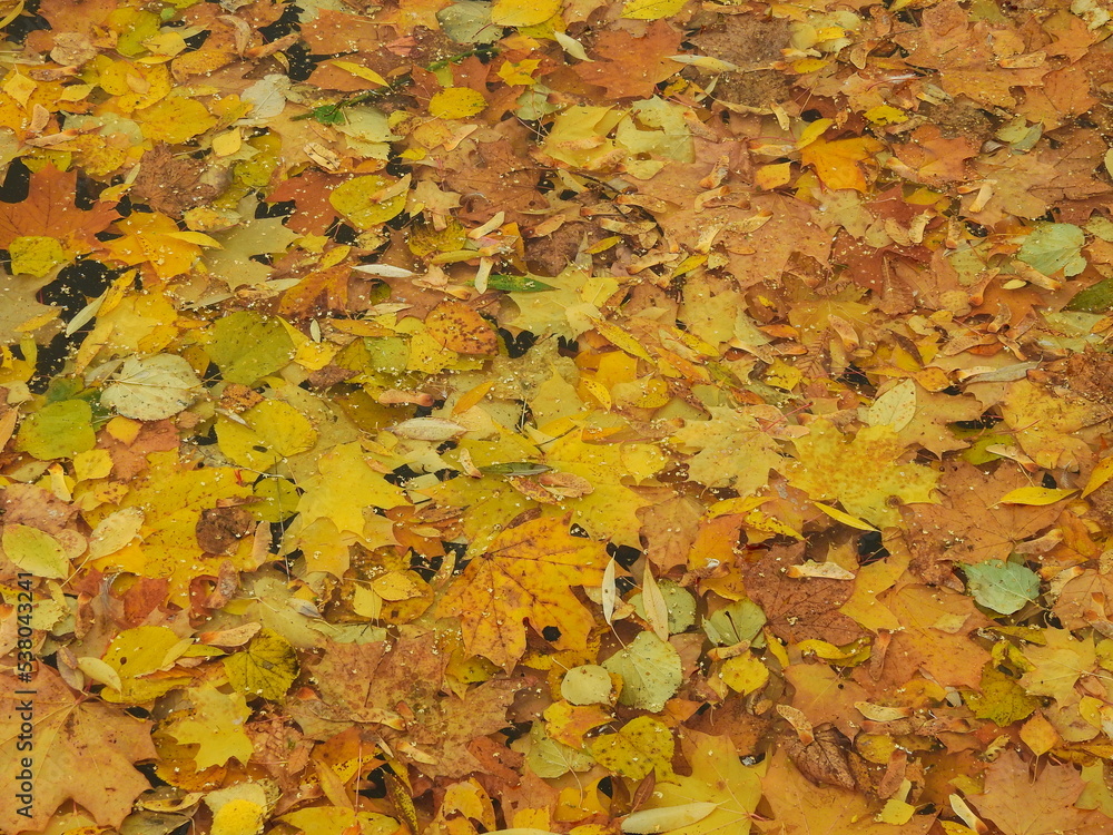 yellow autumn leaves floating in the water yellow autumn leaves floating in the water
