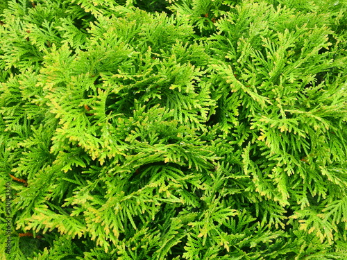 green cypress foliage background