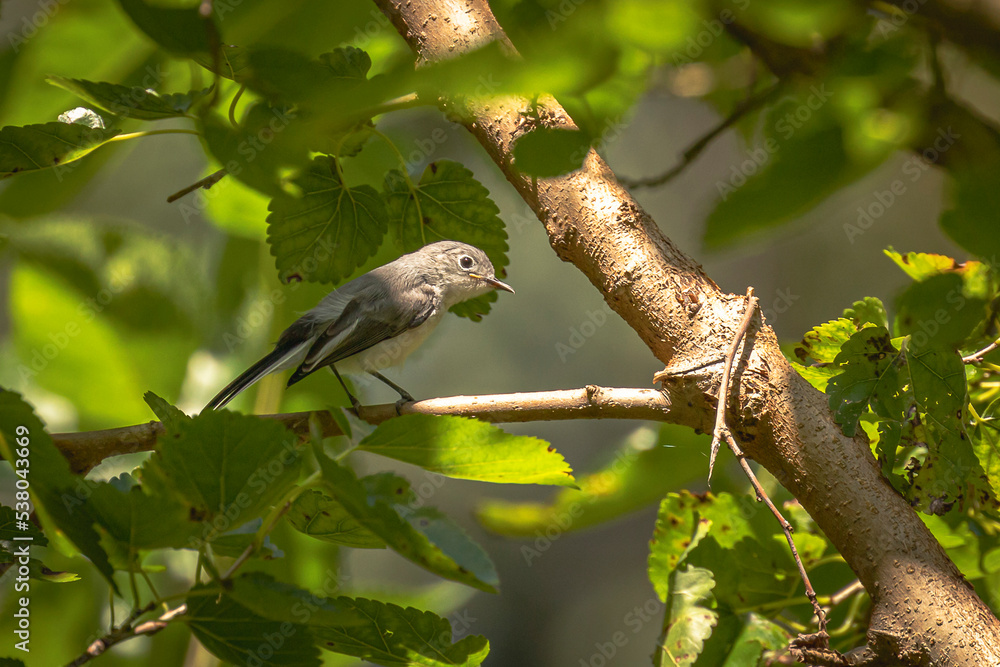 Gray-blue Gnatcatcher perched on a tree branch Gray-blue Gnatcatcher perched on a tree branch