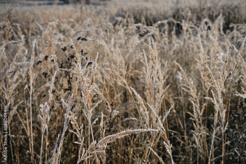 Fototapeta premium Abstract natural background of soft wild brown plants. Pampas grass on blur bokeh, Dry reeds boho style. Fluffy stems of tall grass in winter. Concept nature in detail at end of autumn. First frosts.