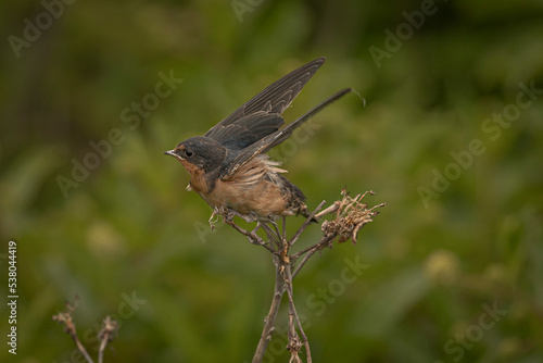 Barn Swallow on a dead flower