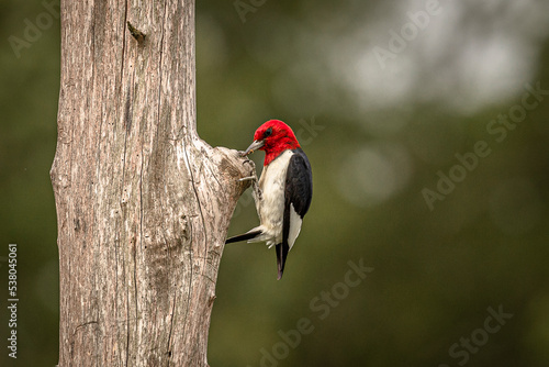 Red-headed Woodpecker looking for grubs