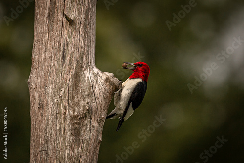 Red-headed Woodpecker looking for grubs