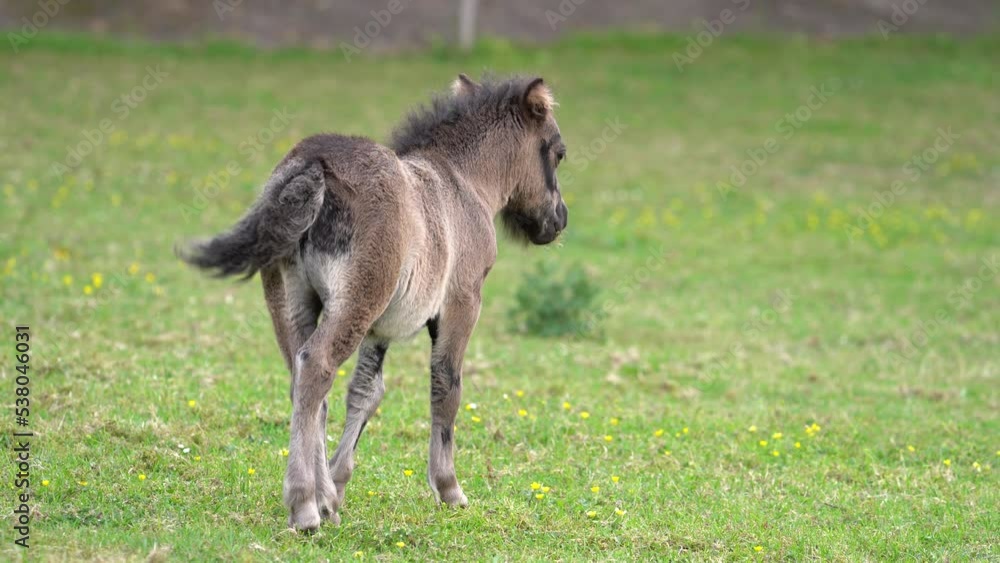 Cute Shetland Pony Foal In Grass Field Wagging his Tail - Rear View Cute Shetland Pony Foal In Grass Field Wagging his Tail - Rear View
