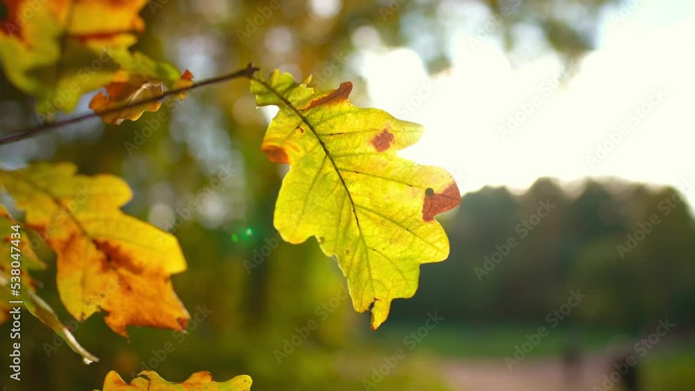 Close-up of yellow autumn oak leaf on tree against backdrop of public park or forest. Outdoors nature landscape. Bright sunlight at background sky. Multicolored sheets falling from trees. Foliage. Close-up of yellow autumn oak leaf on tree against backdrop of public park or forest. Outdoors nature landscape. Bright sunlight at background sky. Multicolored sheets falling from trees. Foliage.