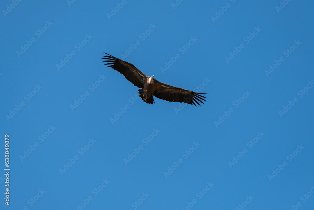 Griffon Vulture (Gyps fulvus) in flight in Monfrague National Park, Extremadura, Spain. Griffon Vulture (Gyps fulvus) in flight in Monfrague National Park, Extremadura, Spain.