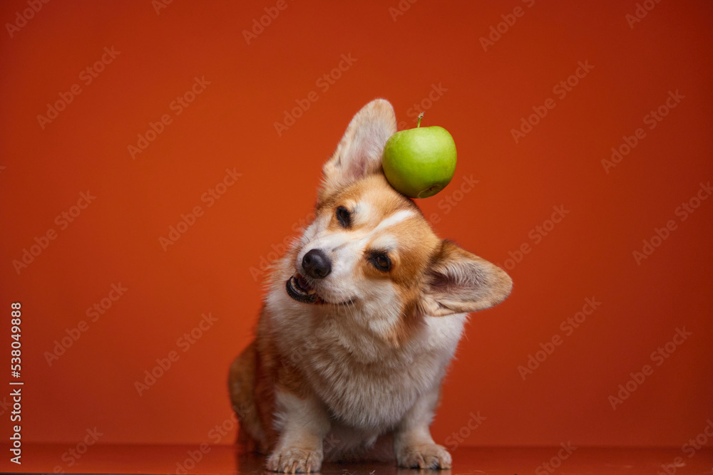 A Pembroke Welsh Corgi dog smiles with a green apple on its head on an orange background. A Pembroke Welsh Corgi dog smiles with a green apple on its head on an orange background.