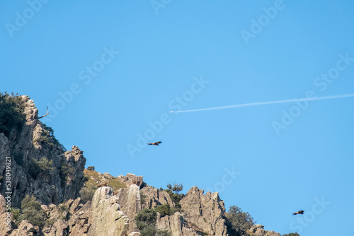 Vultures flying over Salto del Gitano crags. Monfrague National Park. photo