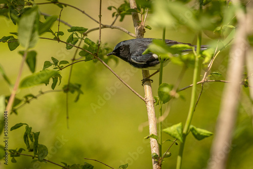 Black-throated Blue Warbler perched on a branch photo