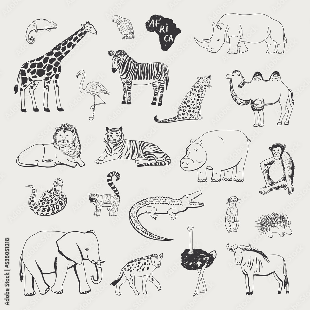 Obraz premium African animals vector illustrations line set.