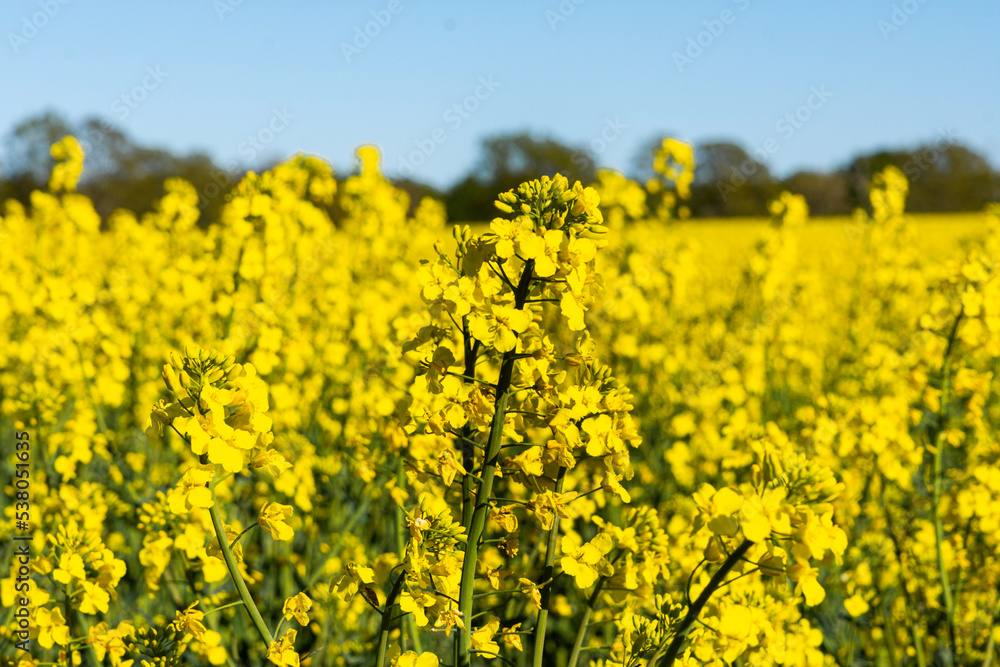 Obraz premium yellow rapeseed field