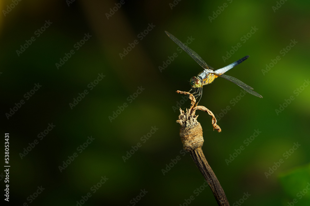 Oriental Blue Dasher (Brachydiplax chalybea) perching on dry leaf in the garden. Abstract blurred background. Oriental Blue Dasher (Brachydiplax chalybea) perching on dry leaf in the garden. Abstract blurred background.