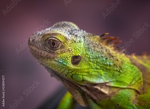 Iguana in Taif - Saudi Arabia