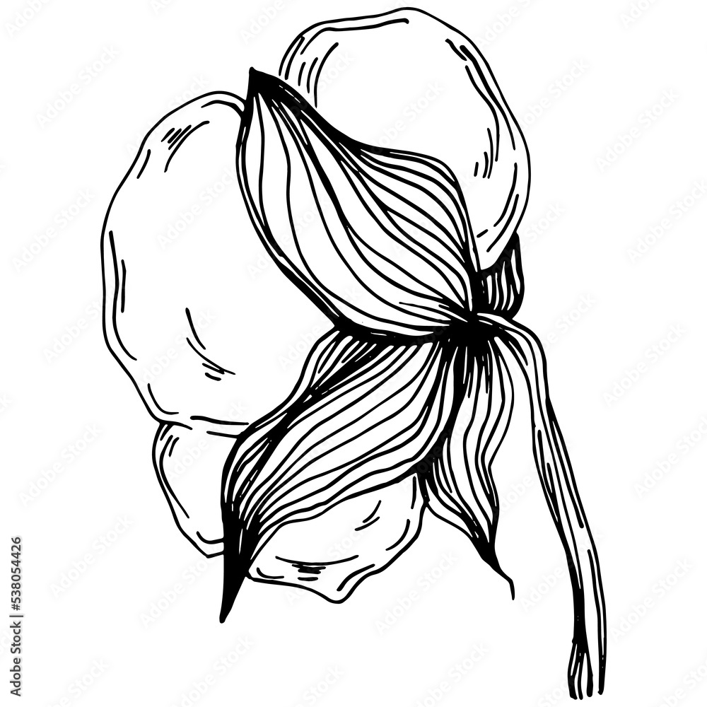 Obraz premium Vector cotton summer. Isolated botanical flower, leaves. Black and white engraved sketch ink art. Leaf plant botanical garden floral foliage. Wildflower drawing leaf illustration element.