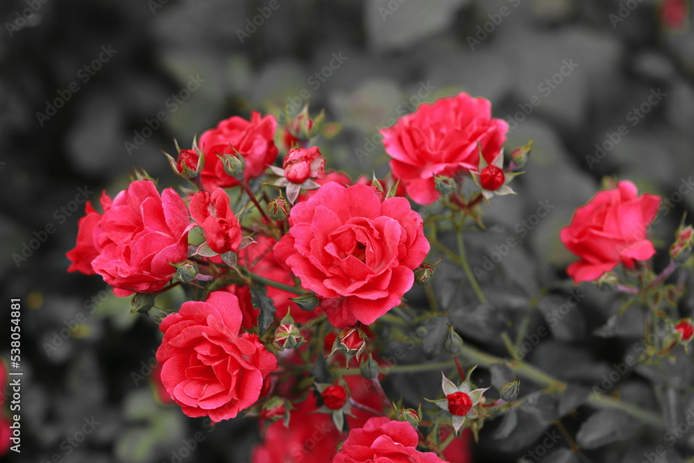 rote Rosen (Rosa/ Rosales) im Garten rote Rosen (Rosa/ Rosales) im Garten