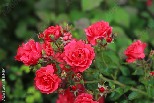 rote Rosen  Rosa  Rosales  im Garten