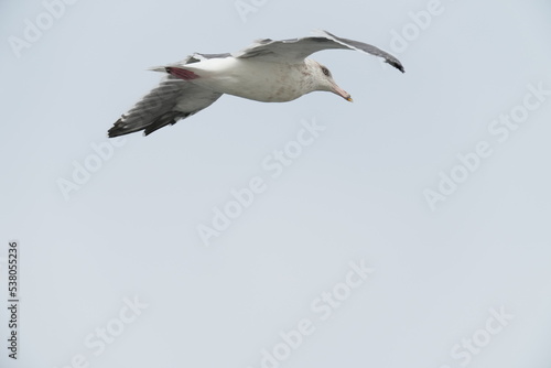 black tailed gull in a seashore