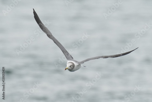 black tailed gull in a seashore