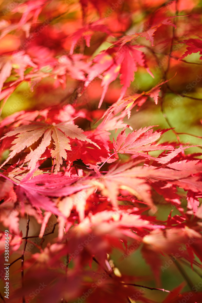 Colorful and bright background made of fallen autumn leaves Colorful and bright background made of fallen autumn leaves