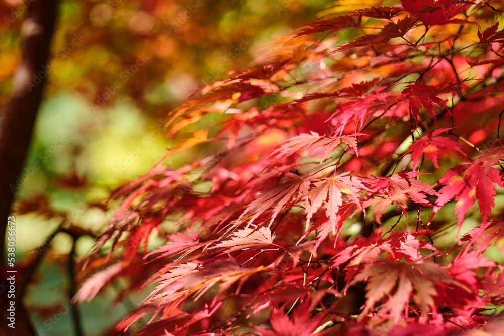Autumn natural background, design, banner or template. Autumn natural background, design, banner or template.