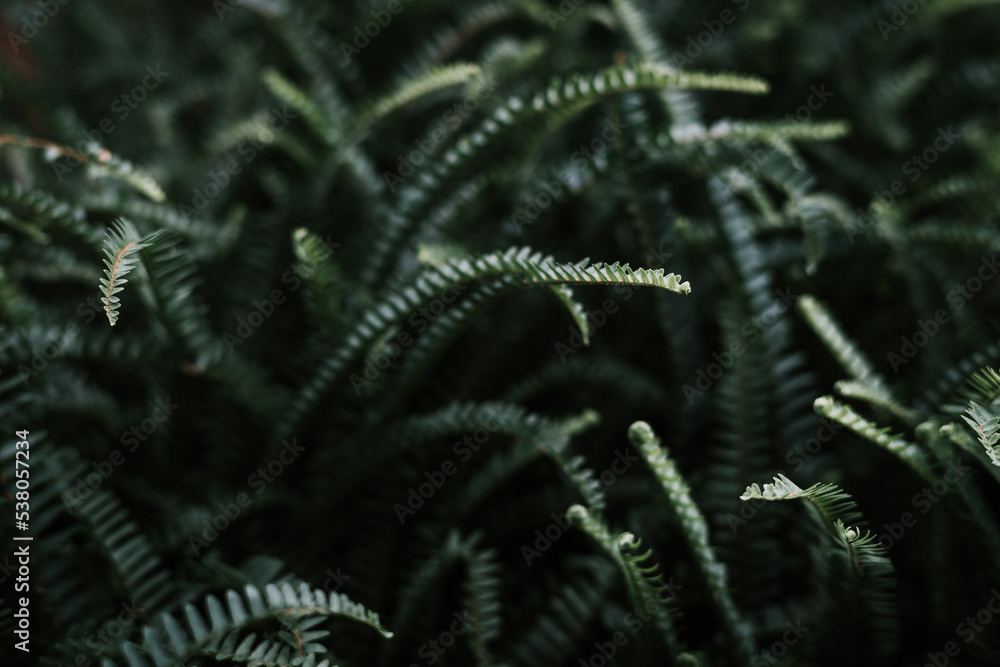 Fototapeta premium Green fern in the dark.