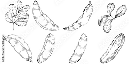Carob sketch drawing illustration. Carob tree nature engraved style illustration. Detailed plants product. The best for design logo, menu, label, icon, stamp.