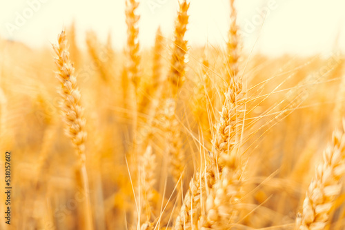 Wheat crop sun sky landscape. Agriculture summer harvest. Cereal bread grain in farm on sunset golden background. Field yellow rye plant.