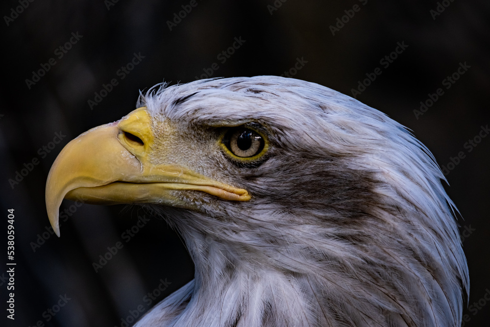 Obraz premium portrait of a bald eagle