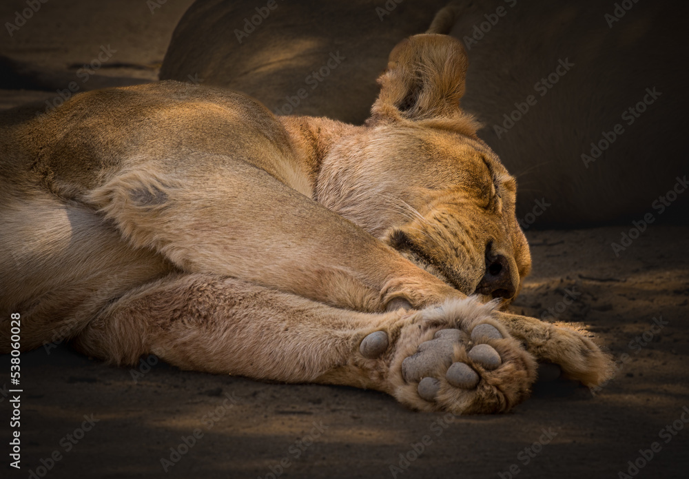 Close up of beautiful lioness sleeping