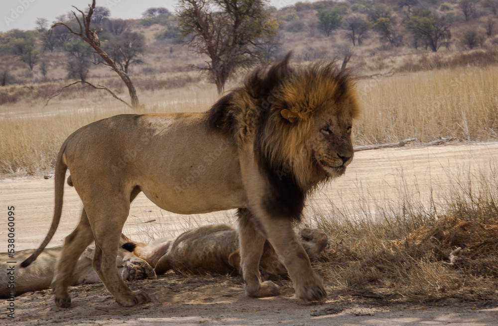 Black-maned Kgalagadi (Kalahari) lion walking side-view