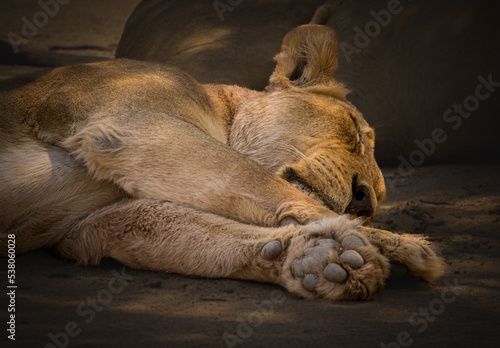 Obraz na płótnie Close up of beautiful lioness sleeping w salonie