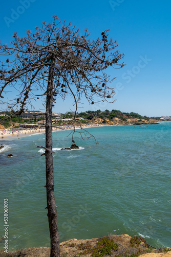 Beach Landscape, views from high points. Isolated Pine tree on a cliff. Summer vibes and views. © Vtor
