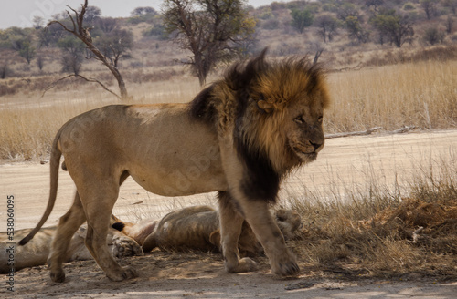 Obraz na płótnie Black-maned Kgalagadi (Kalahari) lion walking side-view w salonie