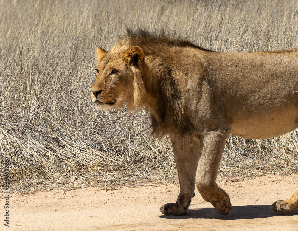 Lion walks black-maned in Kgalagadi
