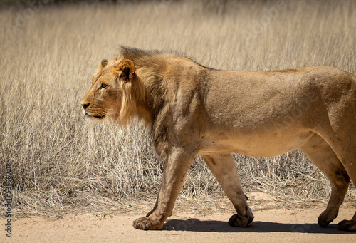 Young wild male lion walks in grasslands in Africa
