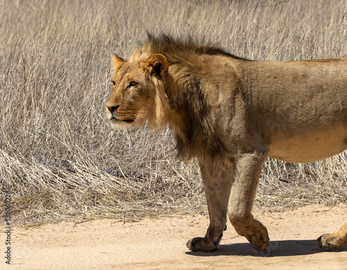 Obraz na płótnie Lion walks black-maned in Kgalagadi w salonie