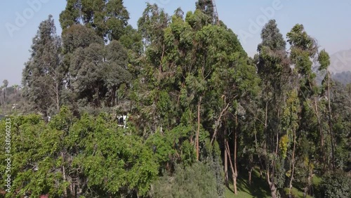 Drone video flying upwards over tree tops revealing mountains in the background and much more forested area. Located in Lima, Peru in the Chosica district. photo