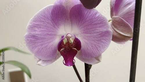 Video of a blooming orchid flower. Camera goes ner the flower with a close up. The petals of the flower has a beautiful purple color. Recorded with an iphone 13 pro in 4k quality in 60 fps. photo