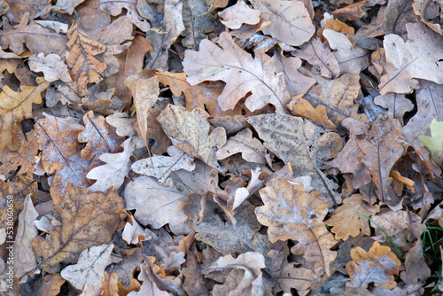 DRY OAK LEAVES ON THE GROUND