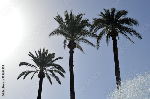 palm tree silhouette