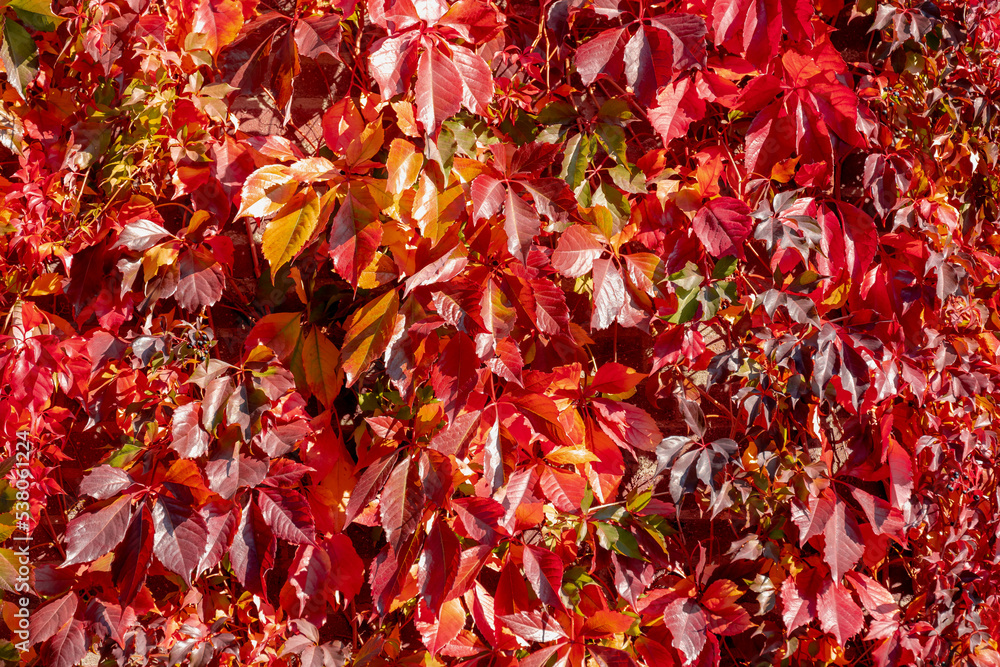 Colourful orange red leaves of Parthenocissus quinquefolia with sunlight, Virginia creeper is a species of flowering plant in the grape family Vitaceae, Nature autumn background, Leafs pattern texture Colourful orange red leaves of Parthenocissus quinquefolia with sunlight, Virginia creeper is a species of flowering plant in the grape family Vitaceae, Nature autumn background, Leafs pattern texture