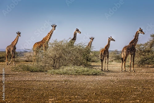 Many long necks. A group of giraffes in the Serengeti National Park, Tanzania