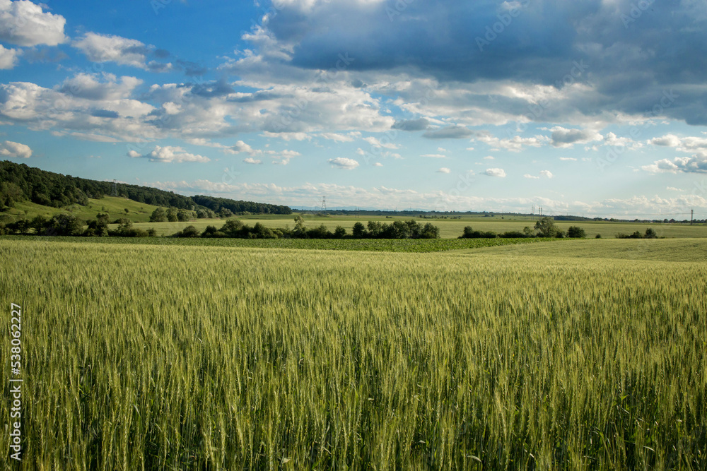 Green wheat fields on a background of blue sky. Landscape with a field of spikelets
