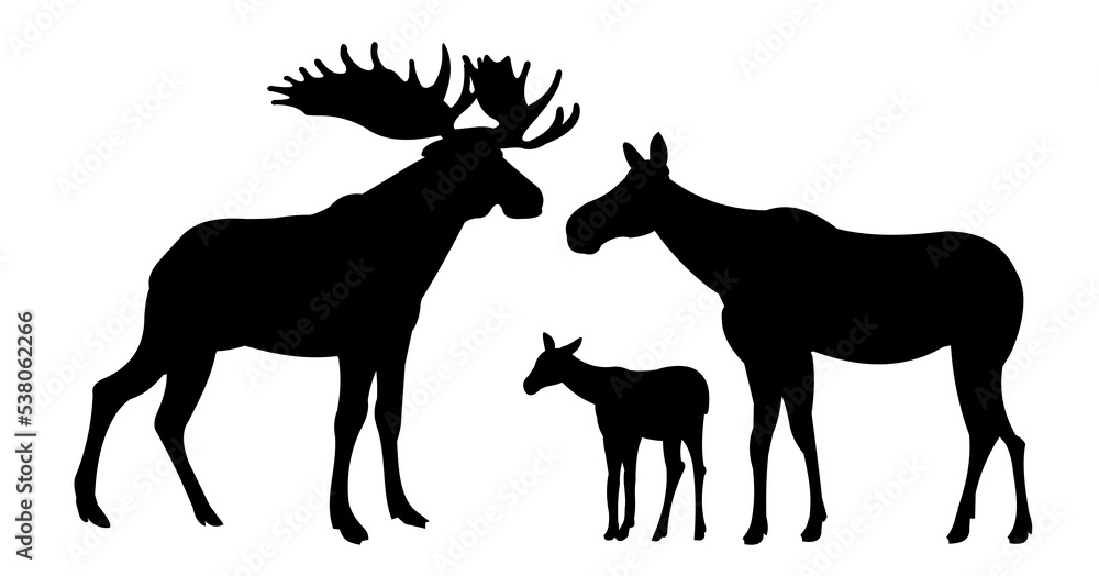 Family Elk male with large horns and with Moose female with cub Elk. Silhouette picture. Animals in wild. Isolated on white background. Vector. Family Elk male with large horns and with Moose female with cub Elk. Silhouette picture. Animals in wild. Isolated on white background. Vector.