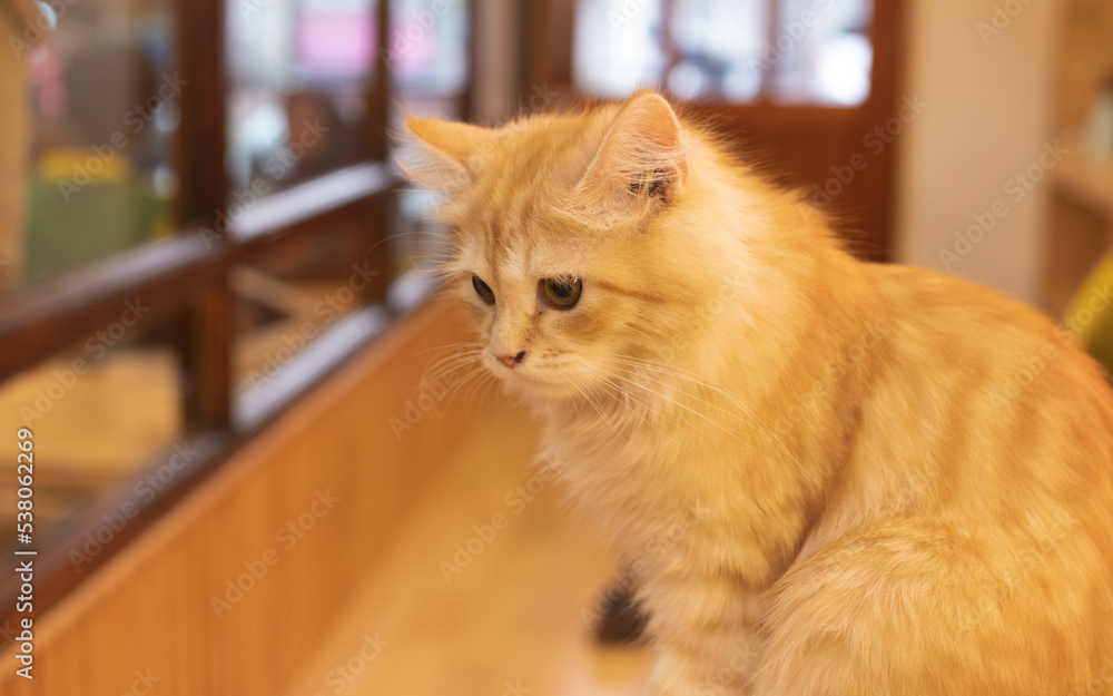 Picture of a cat siting on a chair, funny picture of a domestic cat on a wooden chair. Playful mood image of cat. Picture of a cat siting on a chair, funny picture of a domestic cat on a wooden chair. Playful mood image of cat.