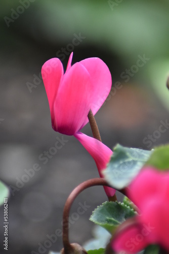 Blühendes Alpenveilchen