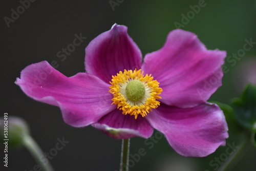 Blühende Herbst-Anemone (Anemone hupehensis)
